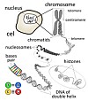 telomerer og aldring telomerer og aldring
